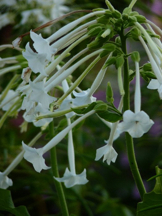 Nicotiana x sanderae 'Sensation blanc' fleur (3)